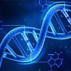 DNA/基因合成与纯化