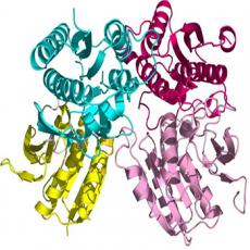 哺乳动物细胞蛋白表达纯化