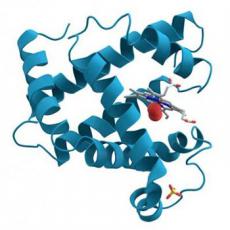 大肠杆菌表达系统蛋白表达纯化