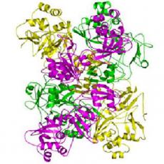 酵母系统蛋白表达纯化